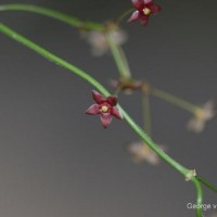 Vincetoxicum flexuosum var. tenuis (Blume) Schneidt, Meve & Liede